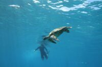 IMG_1021 - Nāpili Village Hotel Napili Village Hotel, Snorkeler swimming alongside a sea turtle in the clear blue waters of Nāpili Bay.