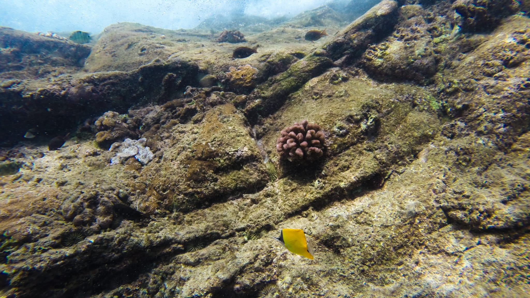Napili Village Hotel, Yellow tang fish swims near coral reef in Napili Bay, Maui. Mālama Napili restoration.