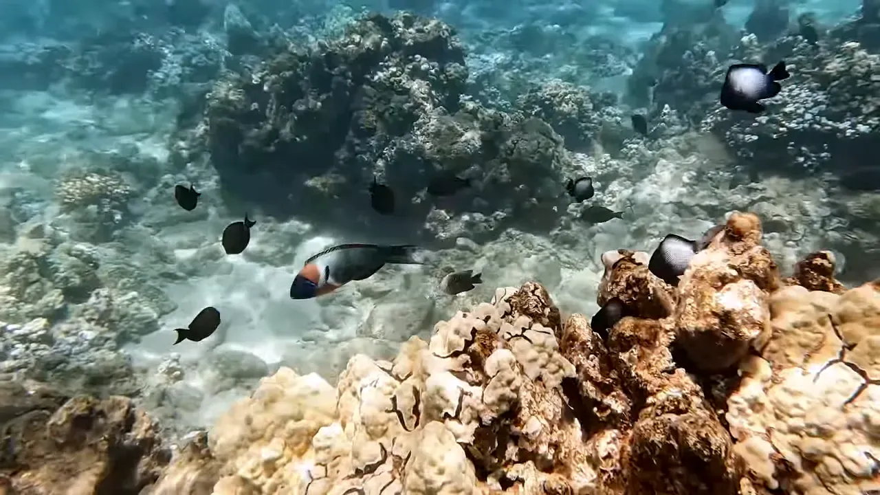 Vibrant coral head with numerous reef fish including a parrotfish, showing abundant marine life at Kapalua Bay.