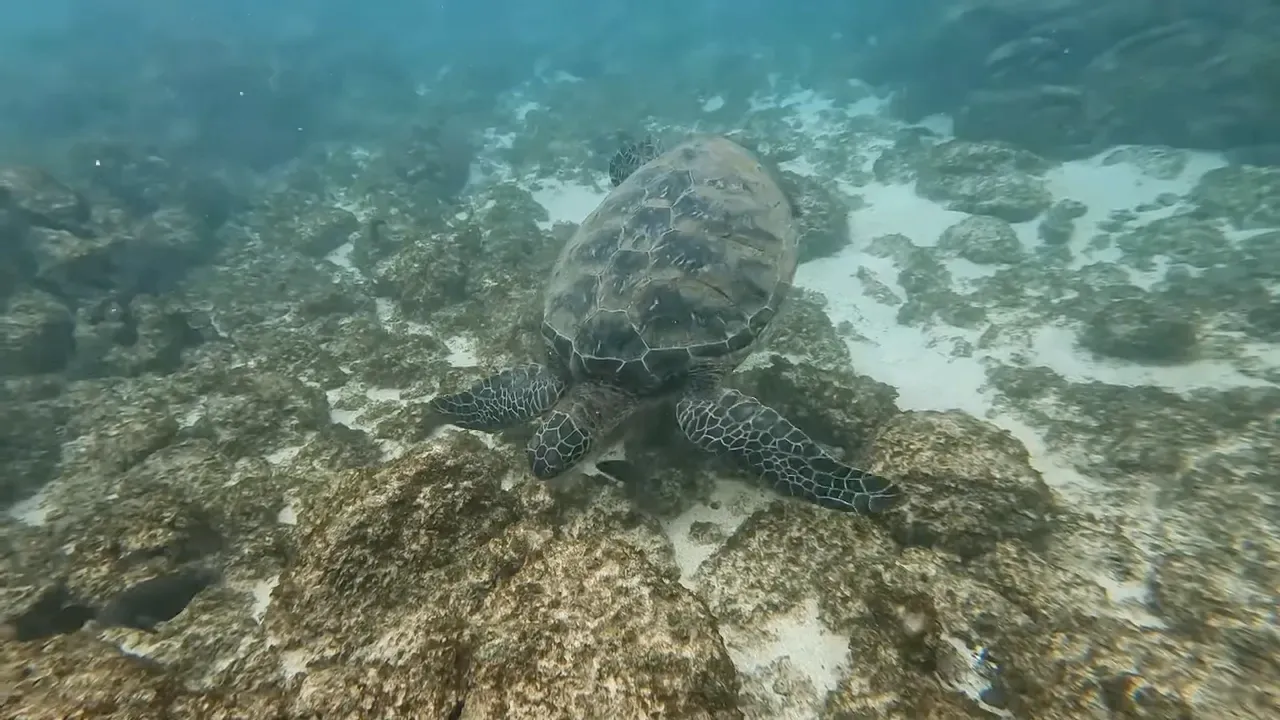 Dark reef fish swimming over algae-covered rocks at Kapalua Bay.